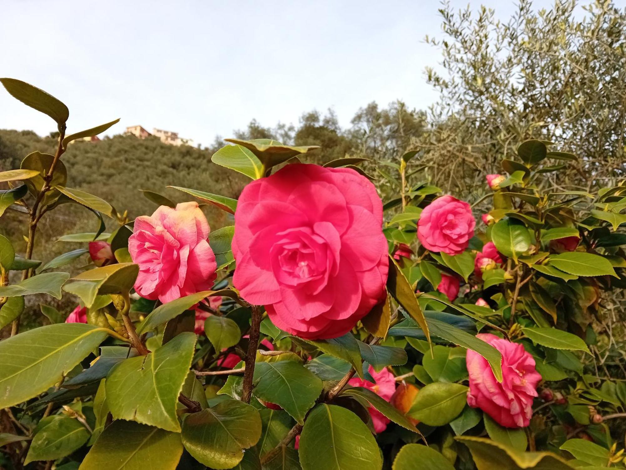 B&B Vignola Levanto Bagian luar foto